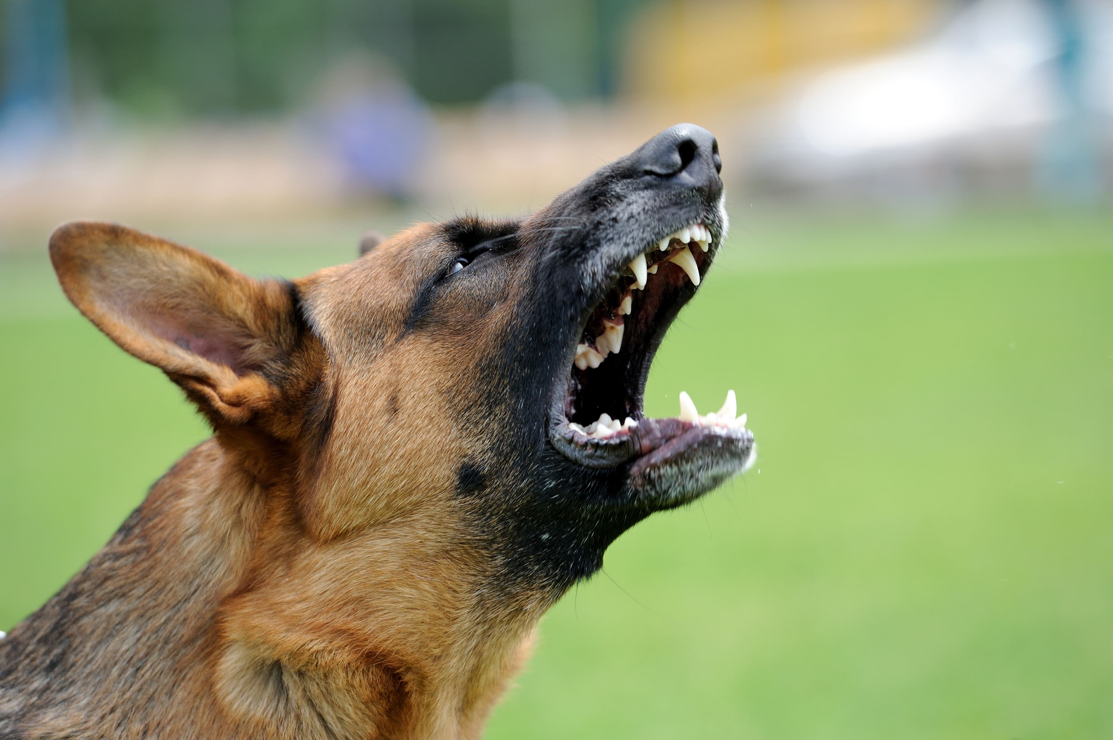 When Dog Owners Fail: Legal Recourse for Serious Dog Bite Injuries