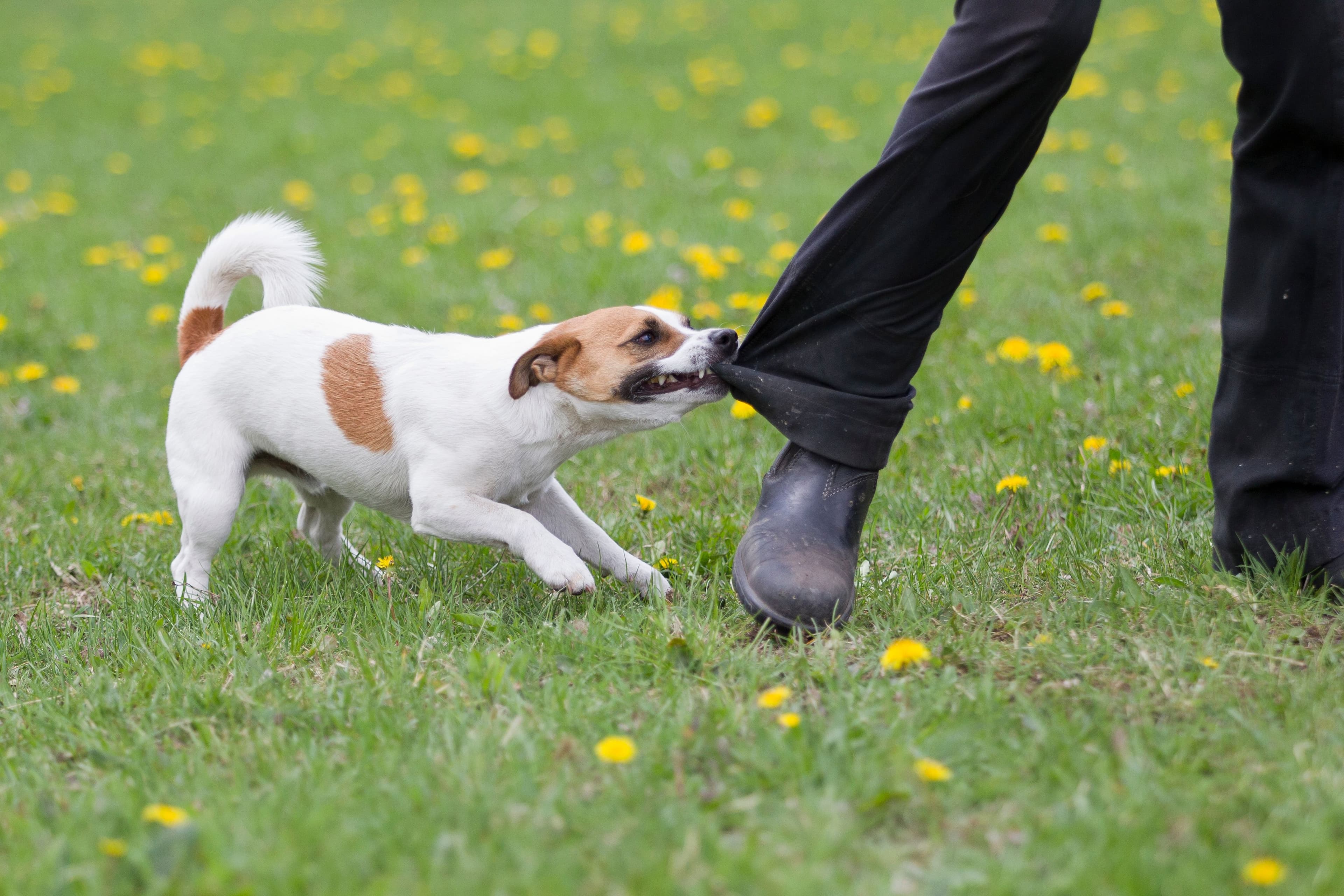 Dog Bites: Protect Your Rights with McDonald Trial Lawyers